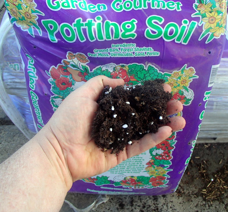 Xtremehorticulture of the Desert Every Potting Soil Contains Fungus Gnats