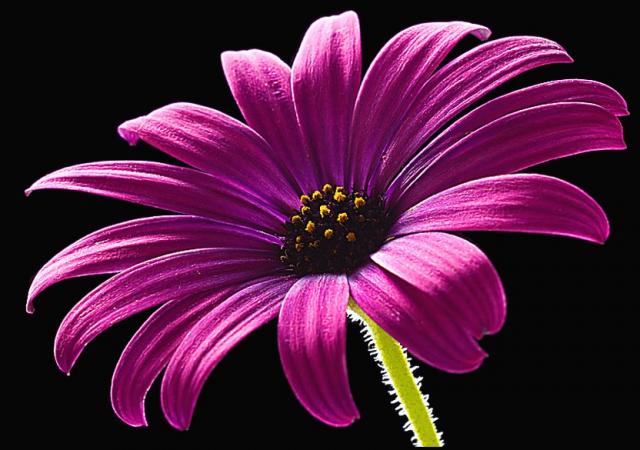 Daisy Flower Daisy Flower