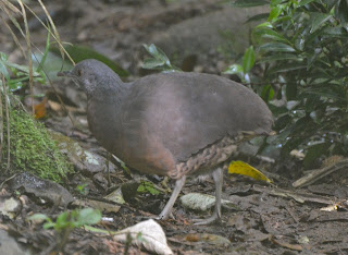 Brown Tinamou, Crypturellus obsoletus