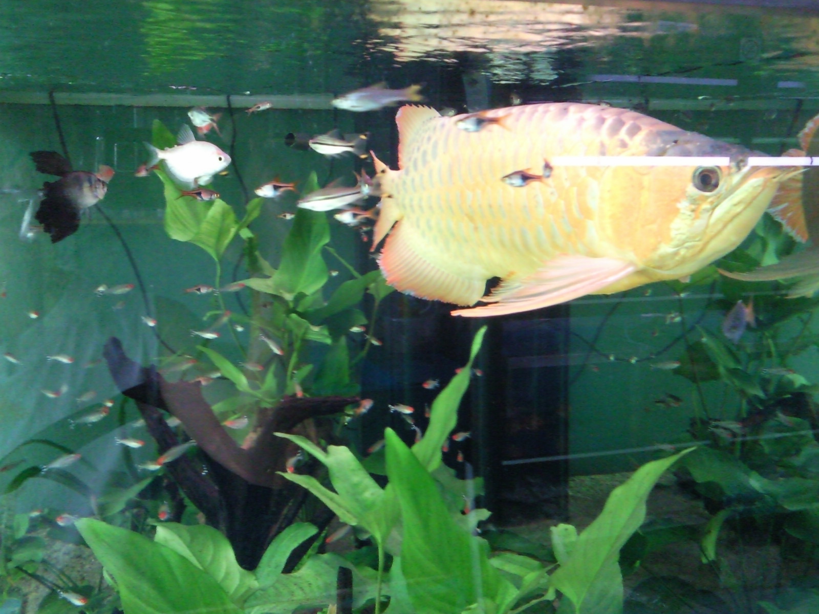 Tropical Fisher Man Fish Tanks And Aquarium CRS: Dragon