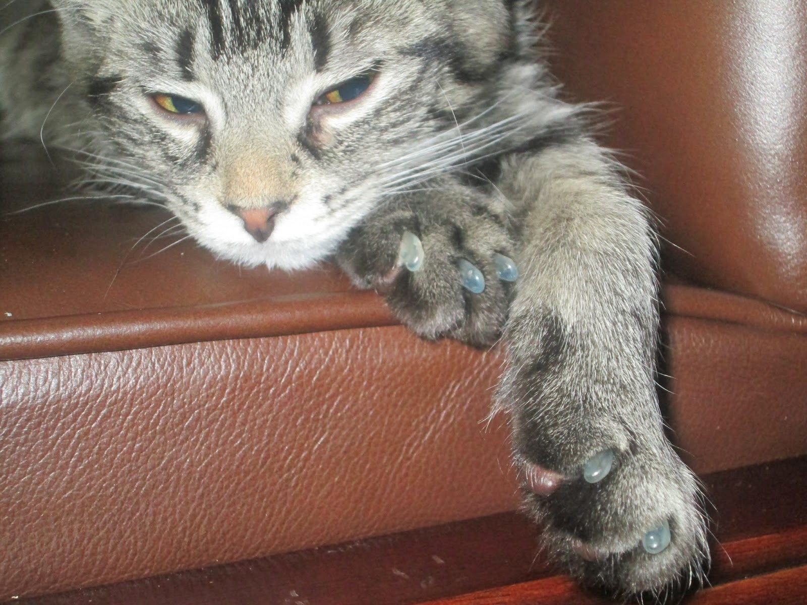 Chic Home Mom Update on Soft Paws for cats