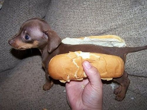 Puppy Hot Dog Recipe Puppy Hot Dog Recipe