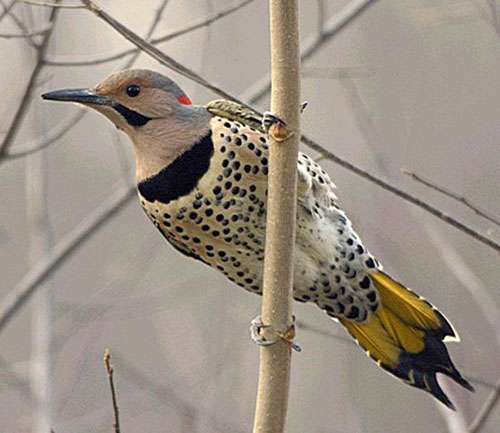 Northern Flicker Call
