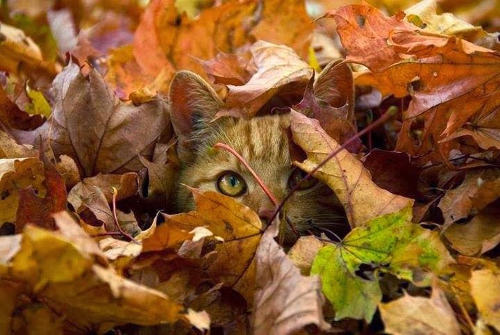 UNA NUEVA ESTACIÓN........OTOÑO LANGUIDO ..... - Página 7 Gatito+oto%C3%B1o