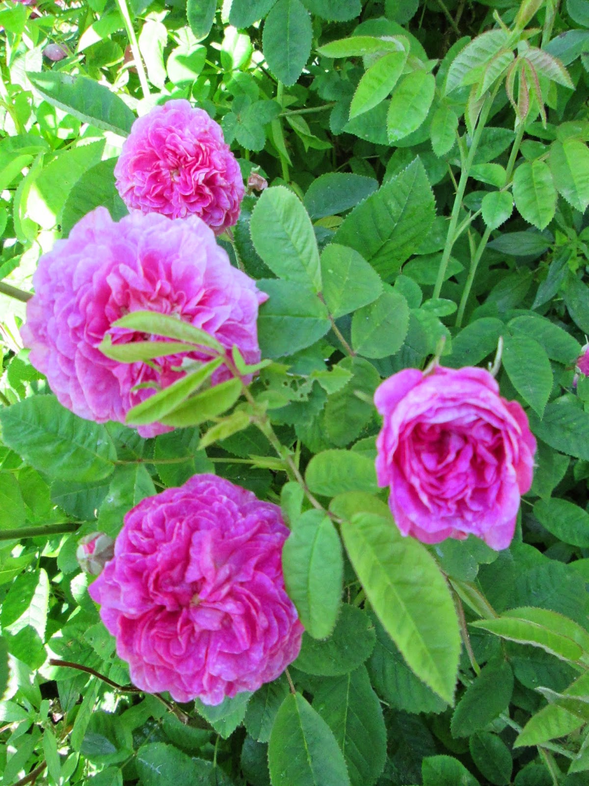 Raccontare un paese le mie rose antiche i loro nomi