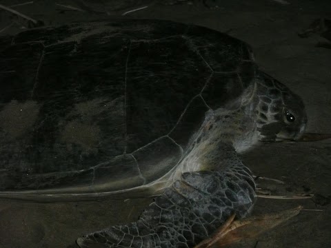 Sukamade Turtle Hatchery