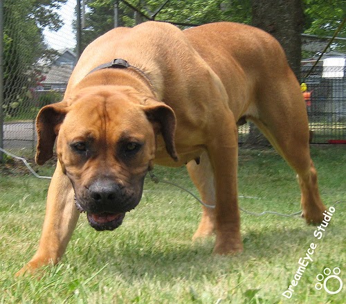 African Guard Dog Breeds African Guard Dog Breeds