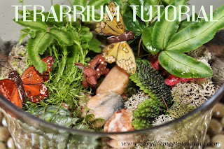 Tutorial DIY Terrarium