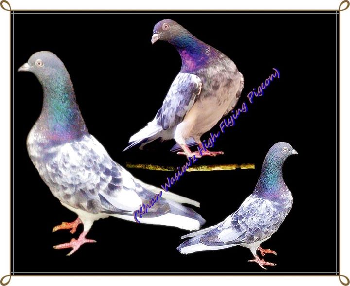 Pigeon Pigeon