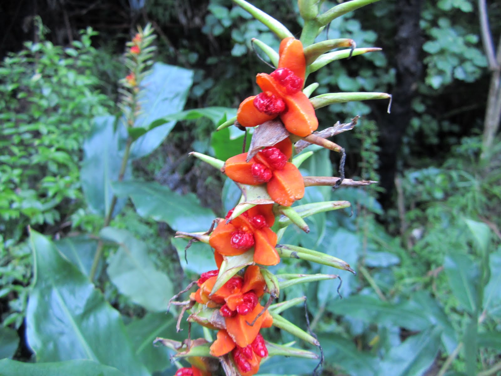 Jagdzeiten Baden Wurttemberg Landesjagdverband Baden