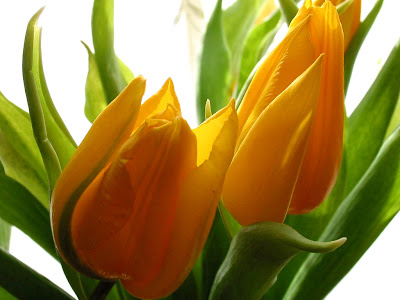 Beautiful Flowers Beautiful Flowers