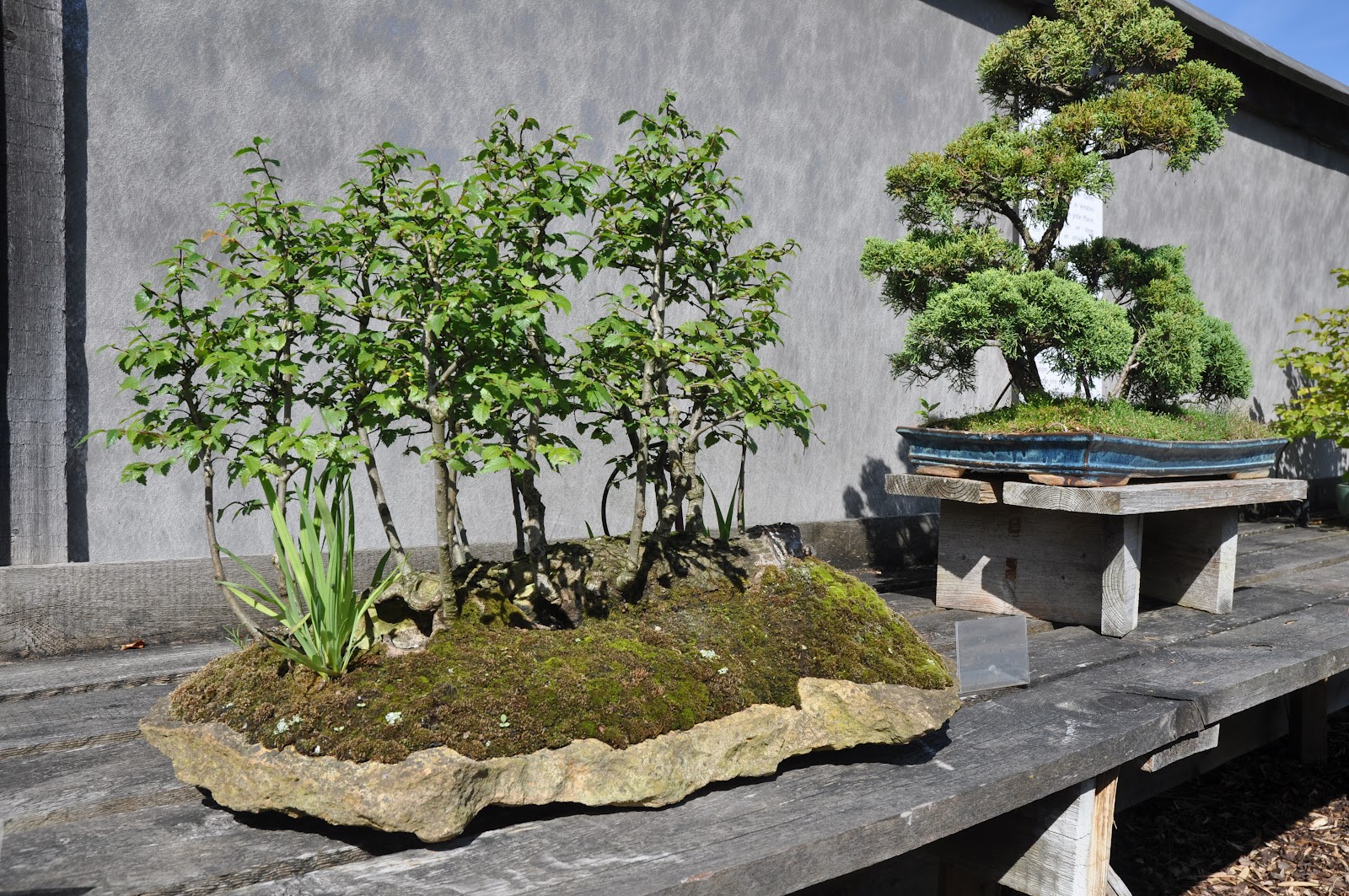 DansaiBonsai Besuch des Bonsaimuseums in Düsseldorf