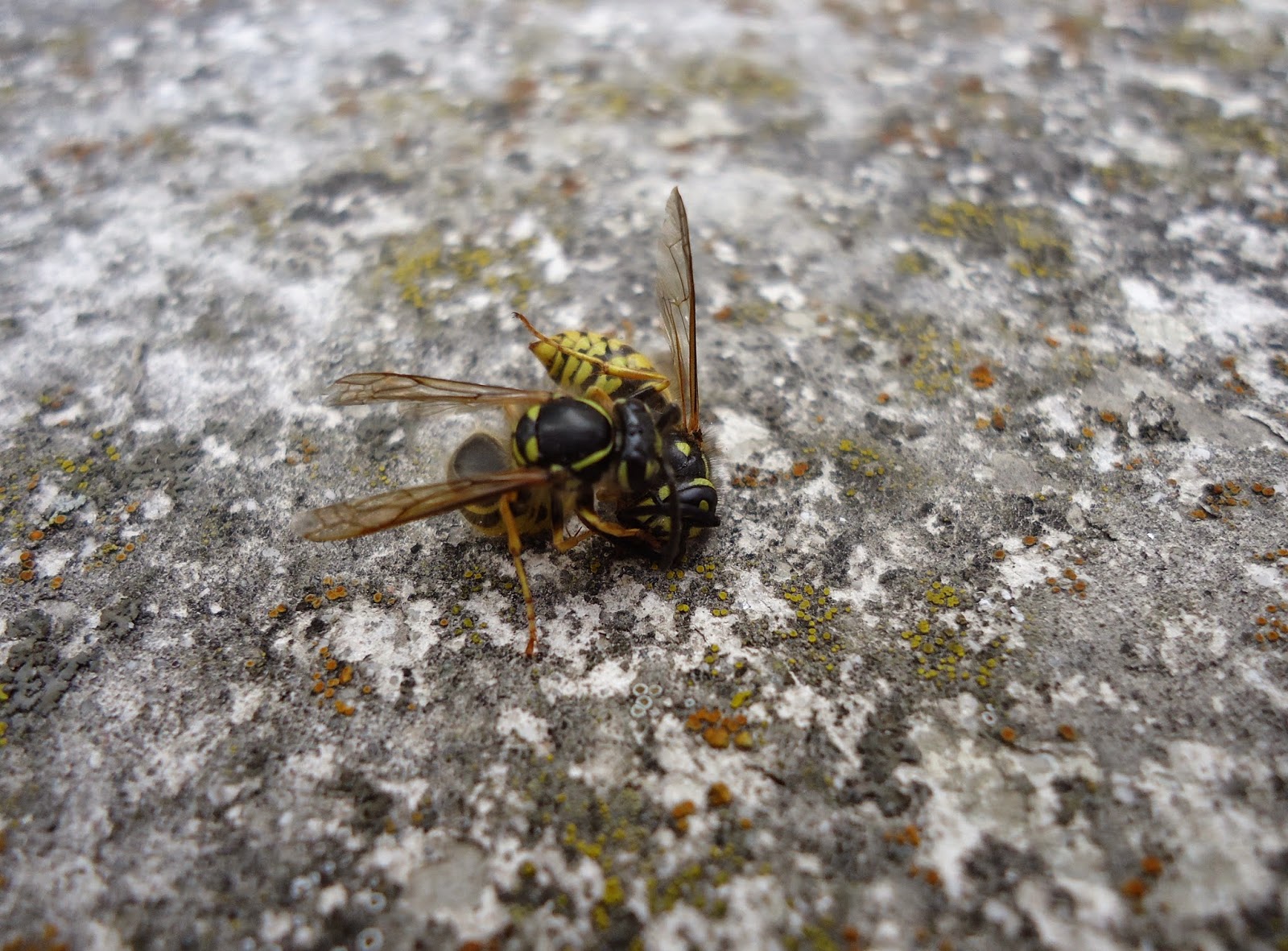 šis tas apie šį tą (634) Visiškai tarp kitko vapsva vapsvai ką daro?