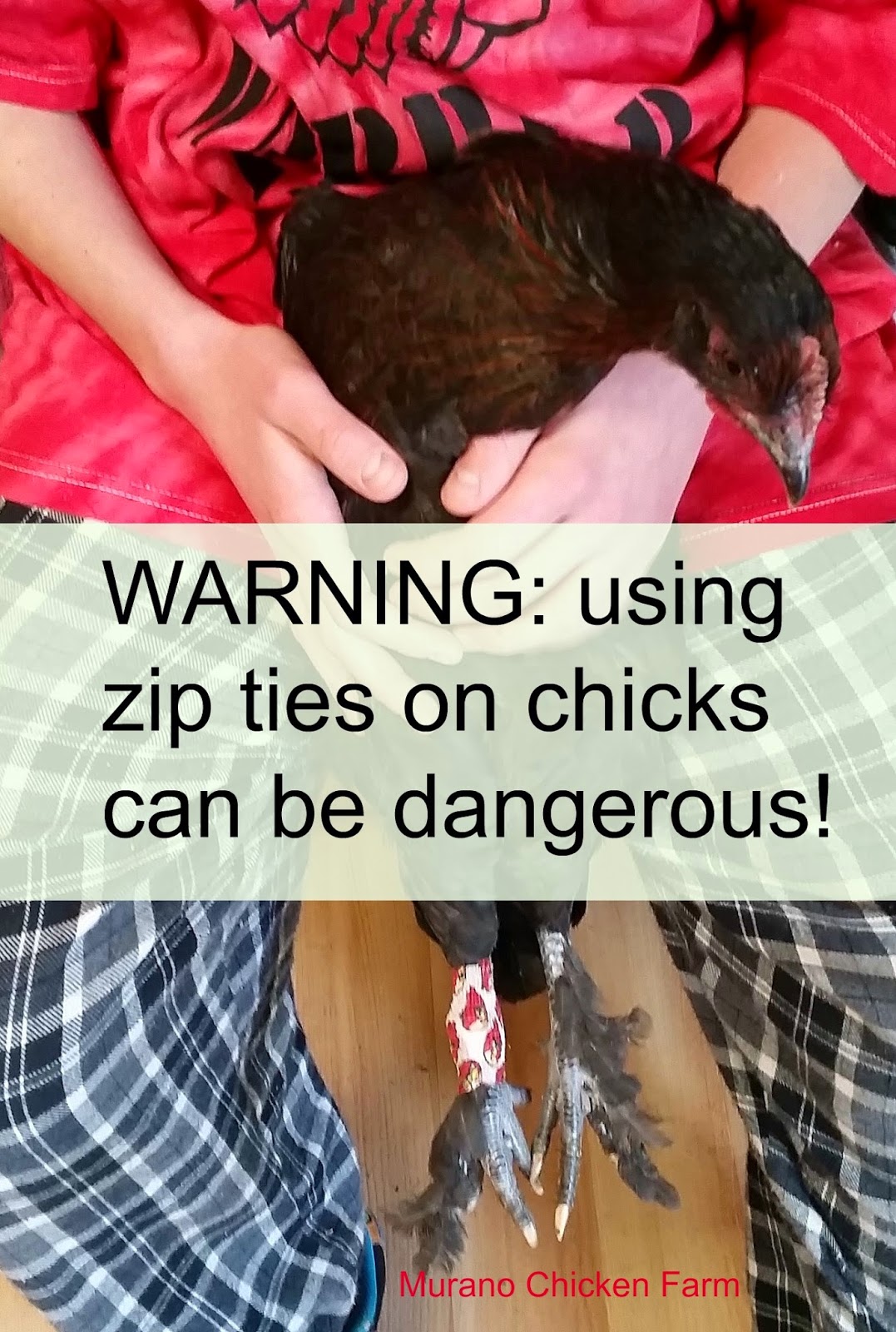 Murano Chicken Farm A warning about using zip ties to identify chicks. GRAPHIC PHOTOS!