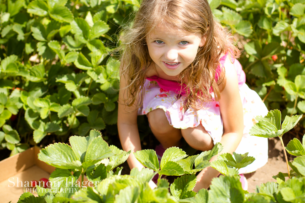Enjoying Life With 4 Kids Portland June 2013 Strawberry Picking