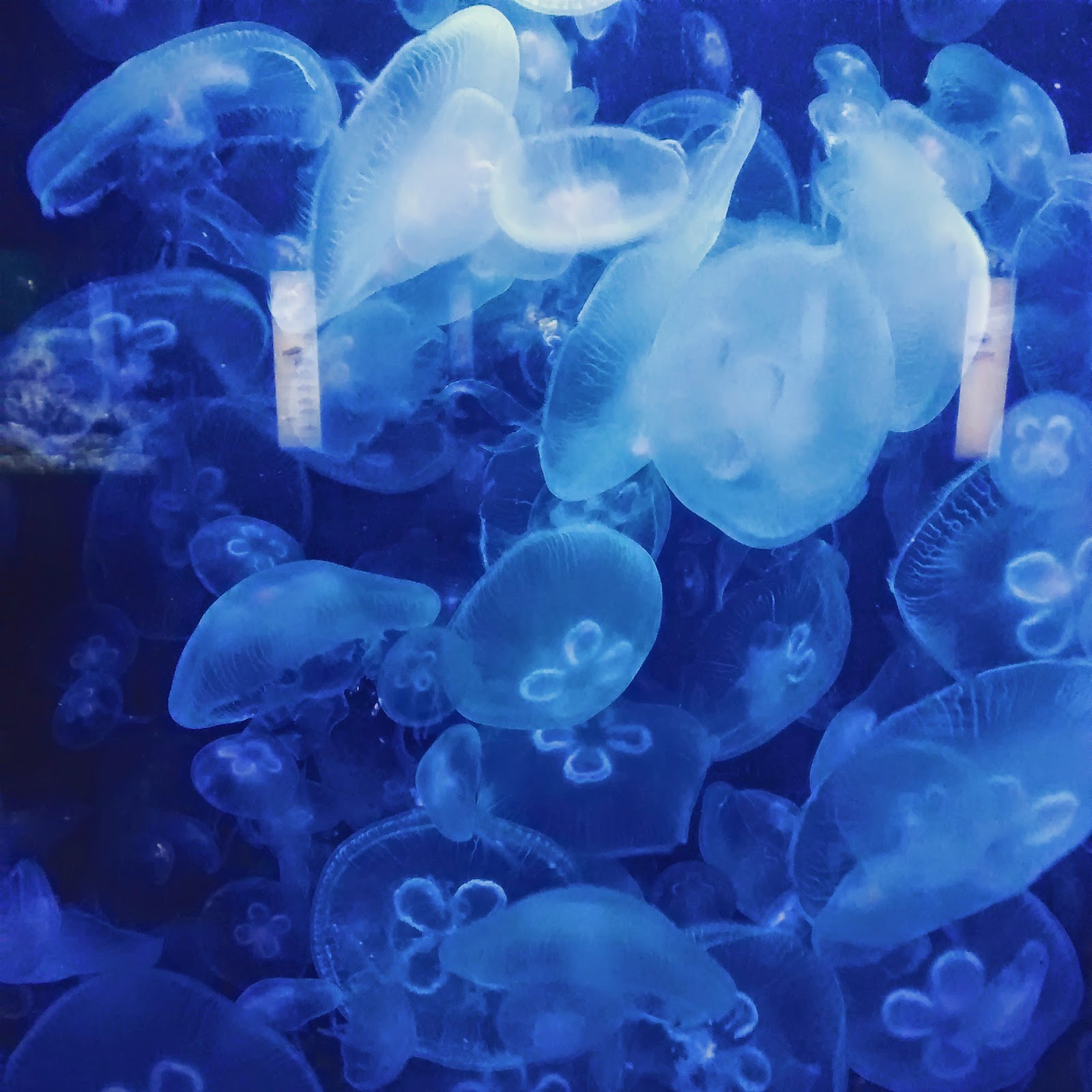 Mit Kind in Berlin Aquarium Berlin Runzelfuesschen Mit Kind in Berlin Aquarium Berlin Runzelfuesschen