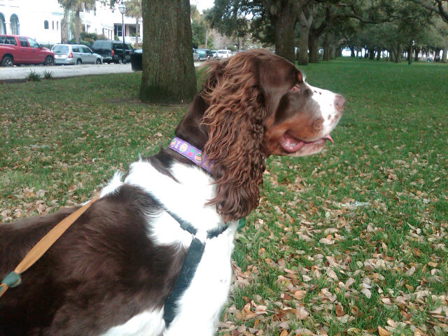 Charleston Dog Walking Co Charleston Dog Walking Co