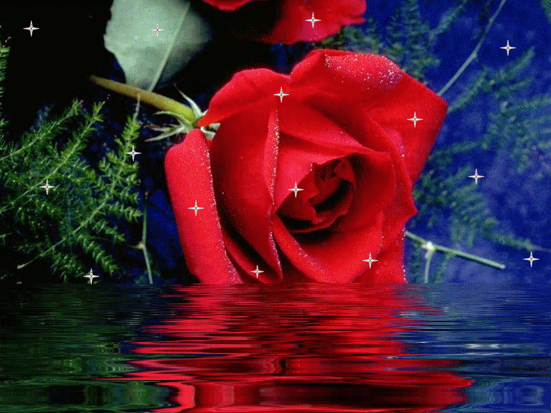 blog     images_roses_012.gif