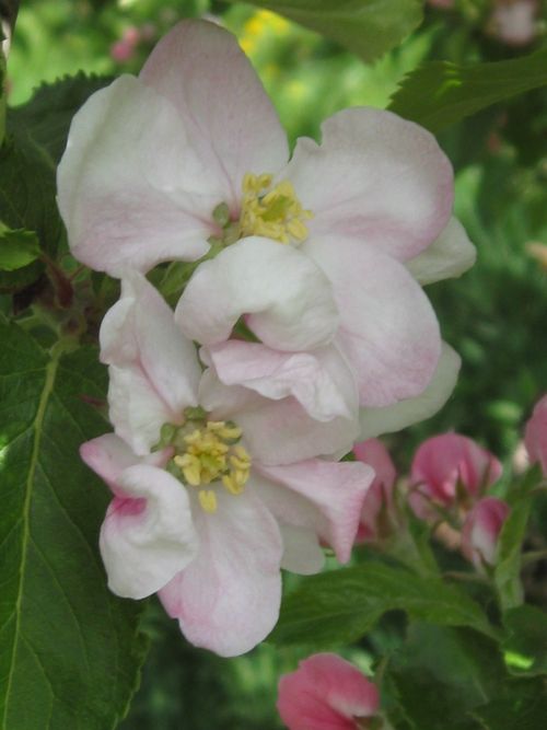 The Orchard Year Gala Apple Blossom Blossom Walk