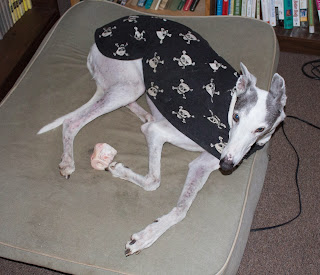 Blue greyhound on marrow bone day