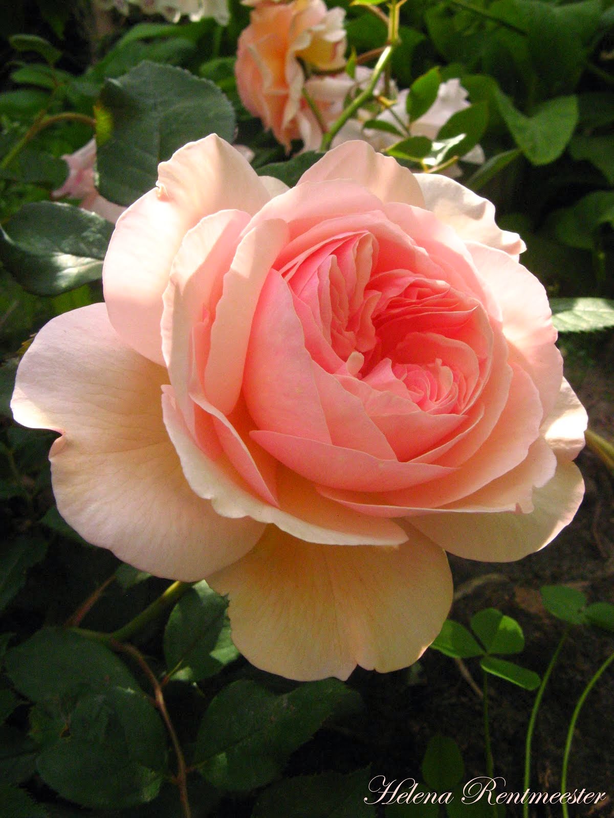 A Shropshire Lad