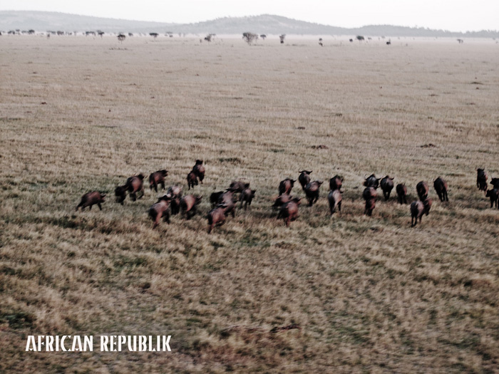 Buffalo Herd by Justin Cleaver