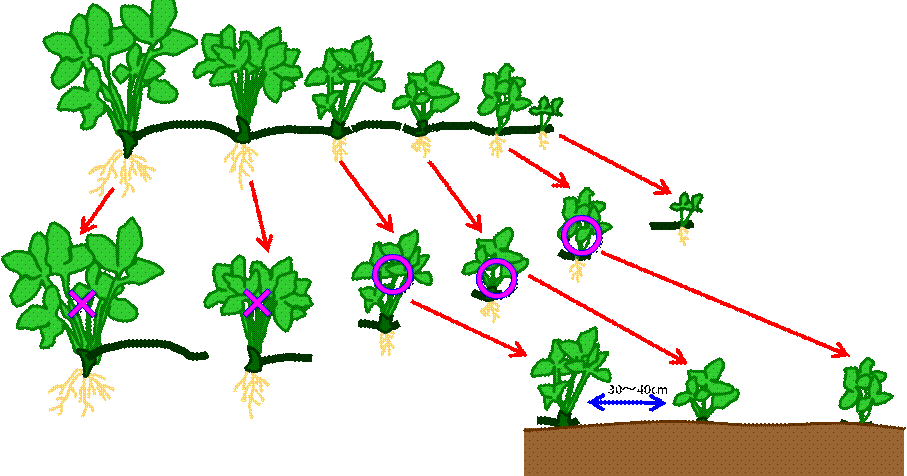 いちごの株分け方法 菜園起業 半農生活 野菜栽培レッスンプロのページ