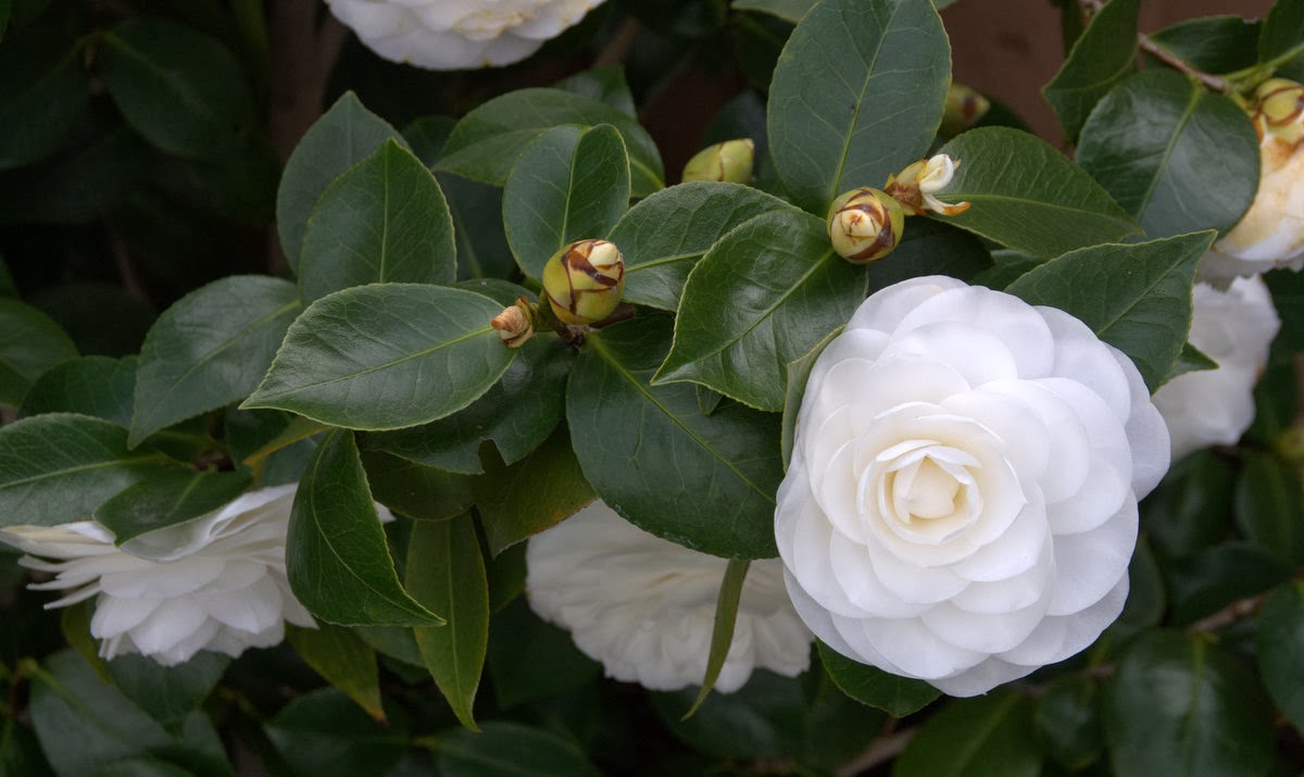 Organic Garden Dreams My White Camellias are in Bloom!