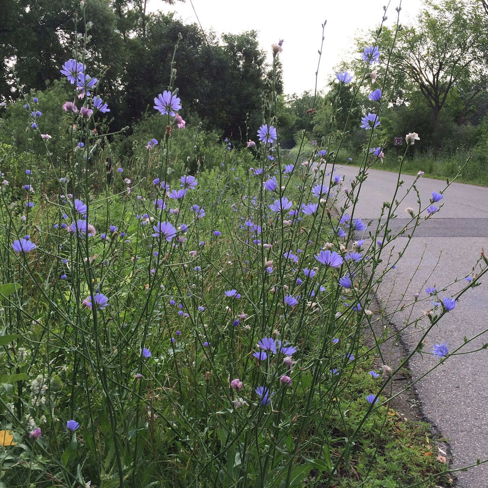 MI Lake Home Garden About 3 of My Favorite "Ditch Flowers"