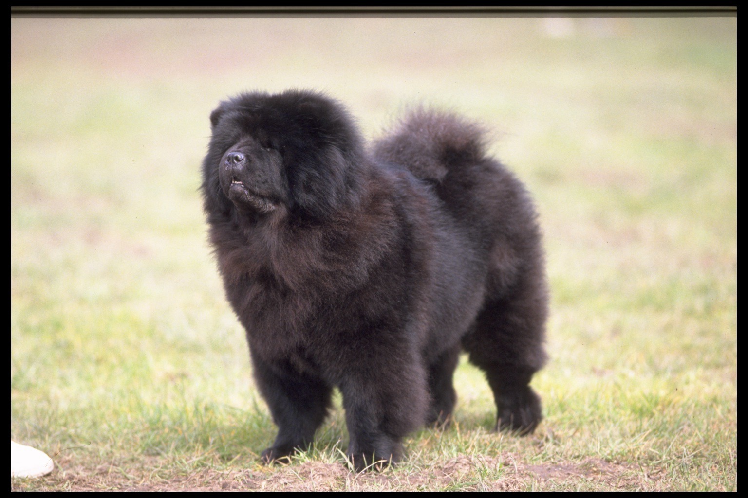 Black Chow