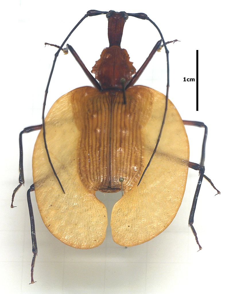 Real Monstrosities Violin Beetle