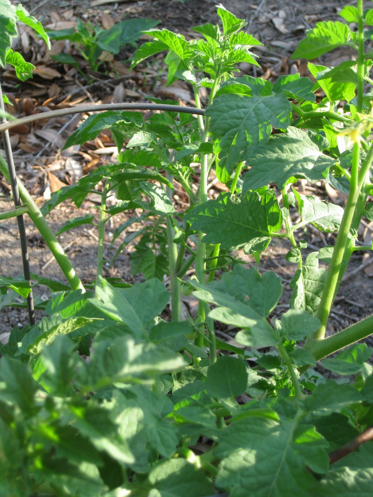 Zone 9 Gardening Blog Gold Nugget tomatoes; greenbeans, Matt's Wild