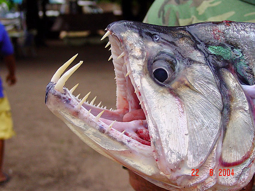 Muh Danil Kmd 10 Binatang Paling Ganas Di Sungai Amazon