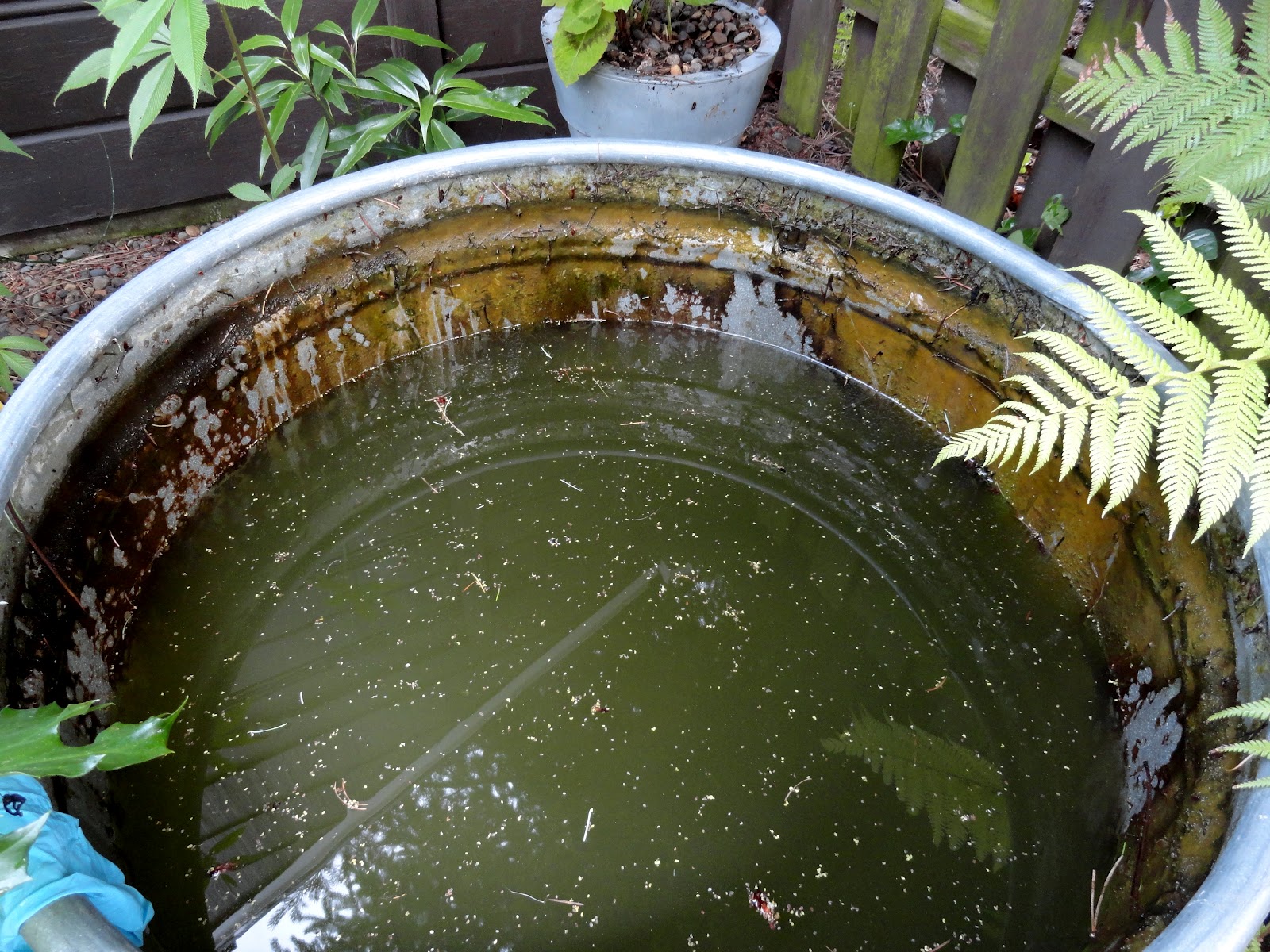 Pond-cleaning-with-mop.jpg