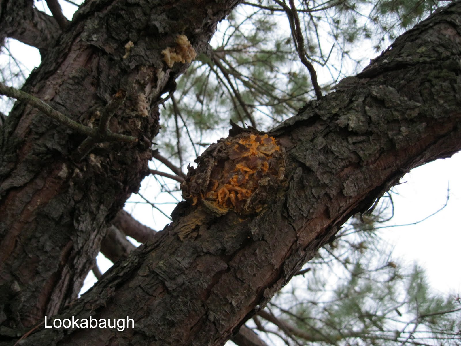 NCSU PDIC Fusiform Rust What's that orange stuff on my pine tree?