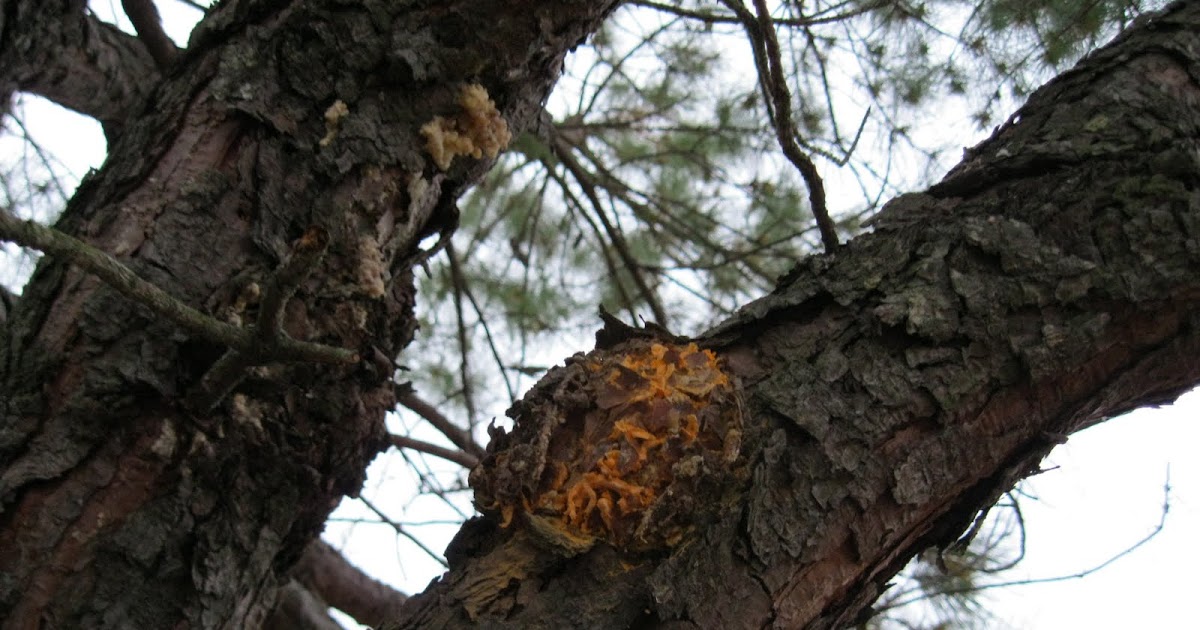 ncsu pdic fusiform rust what 39 s that orange stuff on my rust fungus