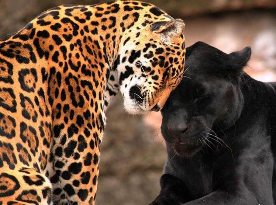 puma y jaguar tipo de relacion puma y jaguar tipo de relacion