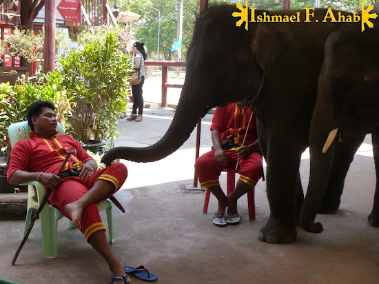 A baby Thai elephant and his mahout in Ayutthaya Historical Park