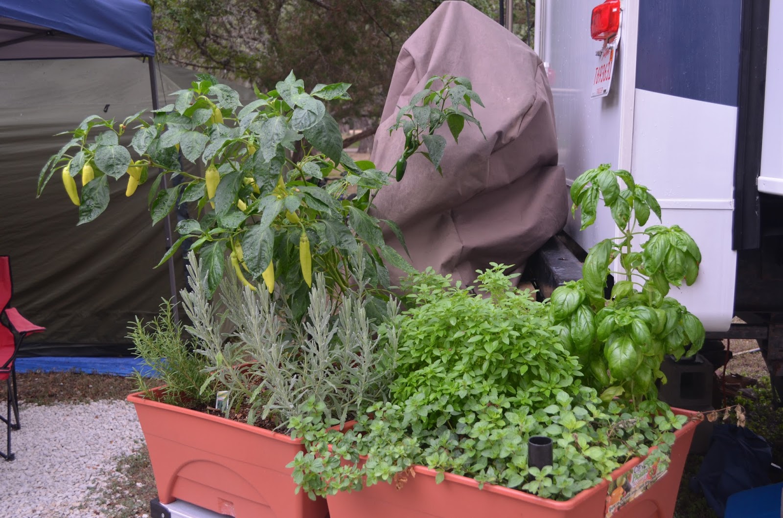 The Journey of a Lifetime City Pickers Patio Garden Kit