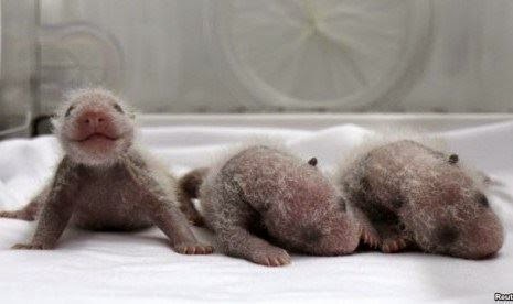 Kebun Binatang Guangzhou, Bayi Panda Kembar Tiga Lahir di China