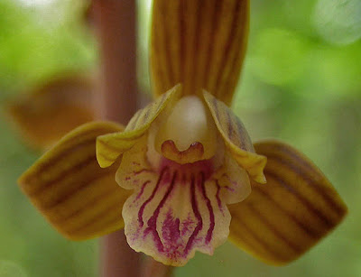 Dallas Trinity Trails The Rare Hexalectris Orchids Of The Great Trinity Forest