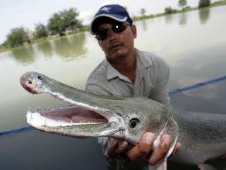alligator gar fish most extinction dangerous freshwater killer terrifying reversing wallpapers lake small martin source anthropogenic their wiki ritemail look4ward