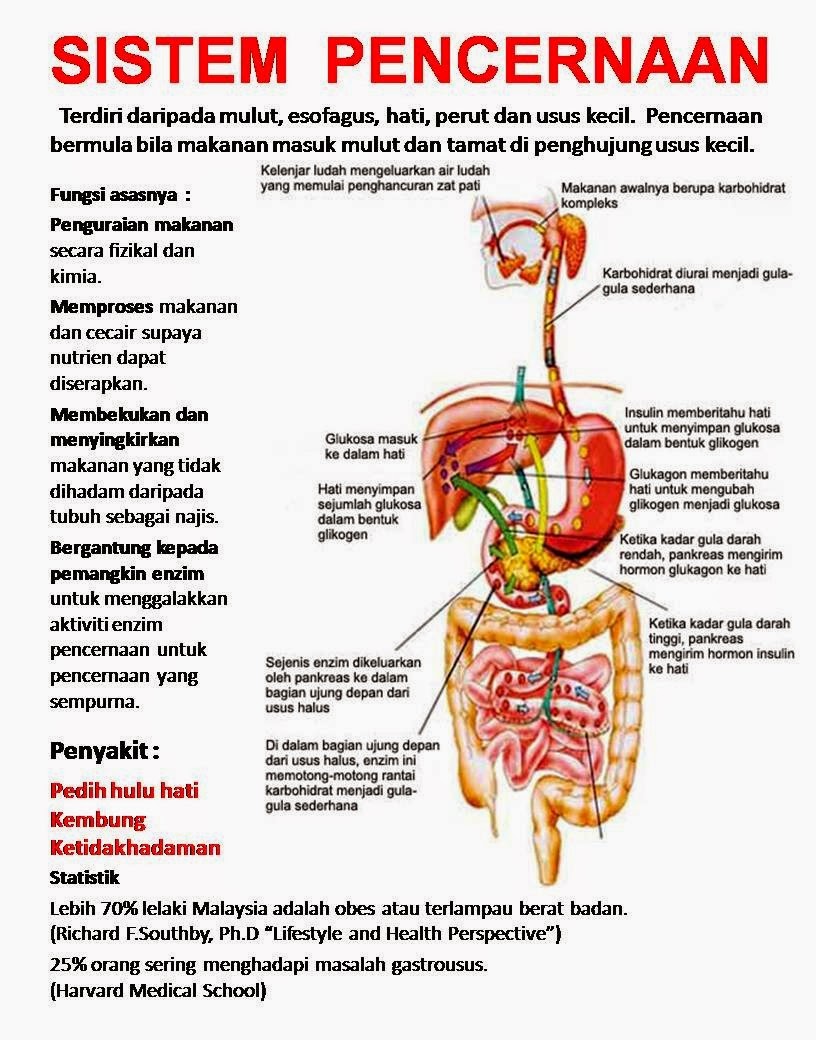 View Gambar Pencernaan Pada Sapi Dan Fungsinya PNG