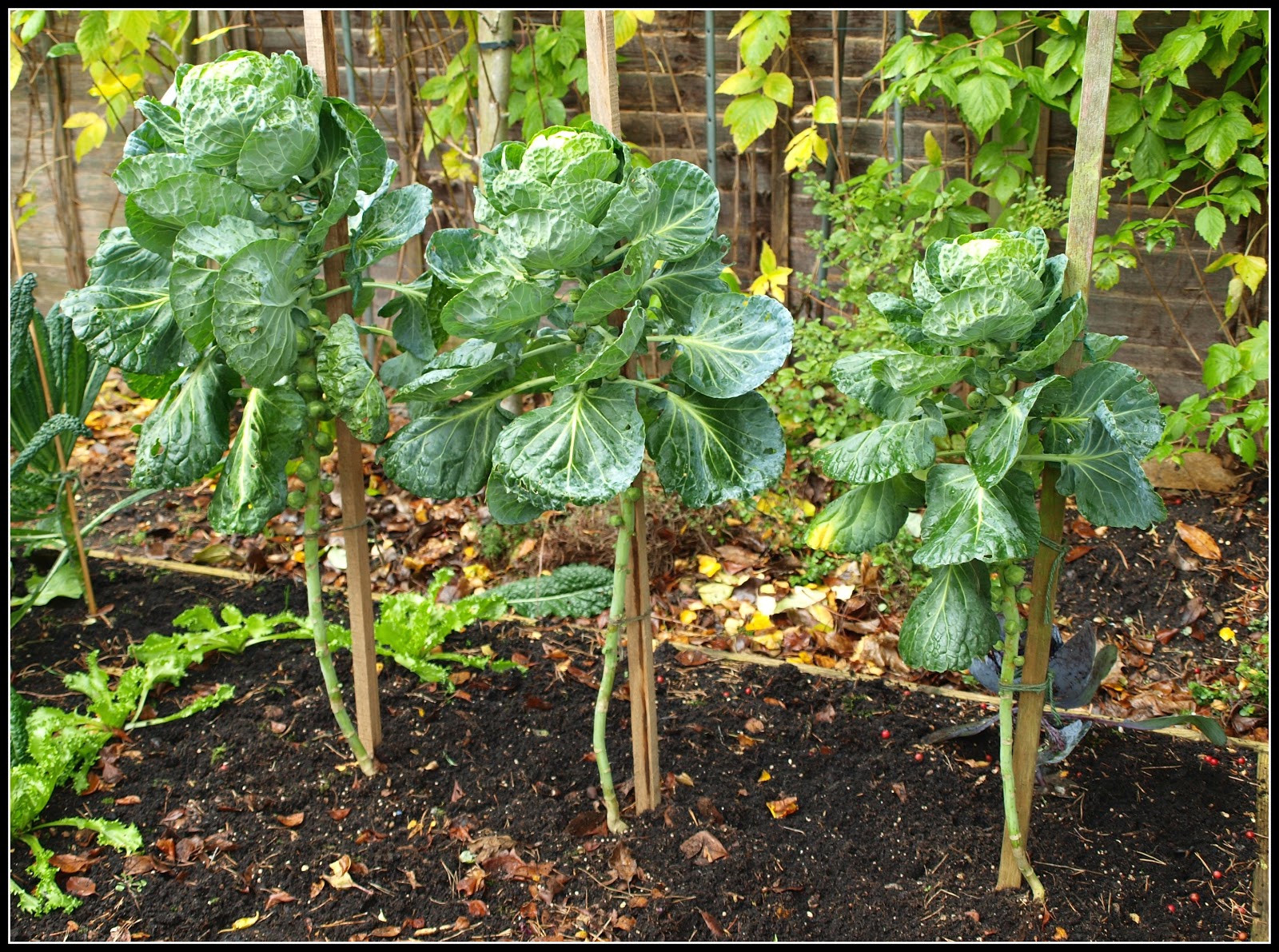 Mark�s Veg Plot Brussels Sprouts