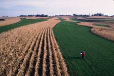 Strip Cropping is when you grow cultivated crops like cotton or corn