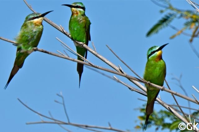 Blauwangenspint (Merops persicus)