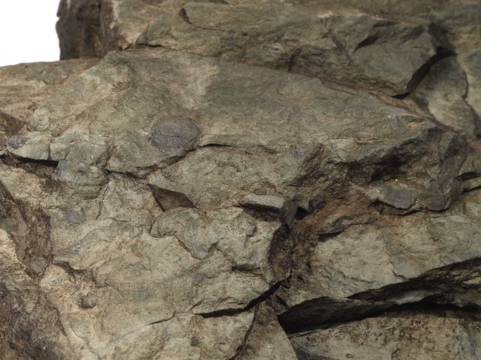 Fossil hunting in Maine Fossil Hunting Trips The Fossil Forum