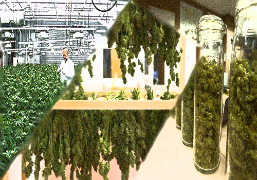 Drying and Curing Weed