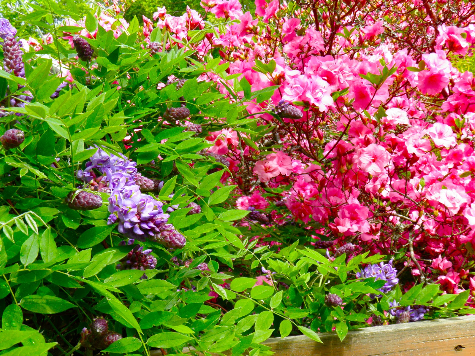 Garden Photo Of The Day 09 01 2011 10 01 2011