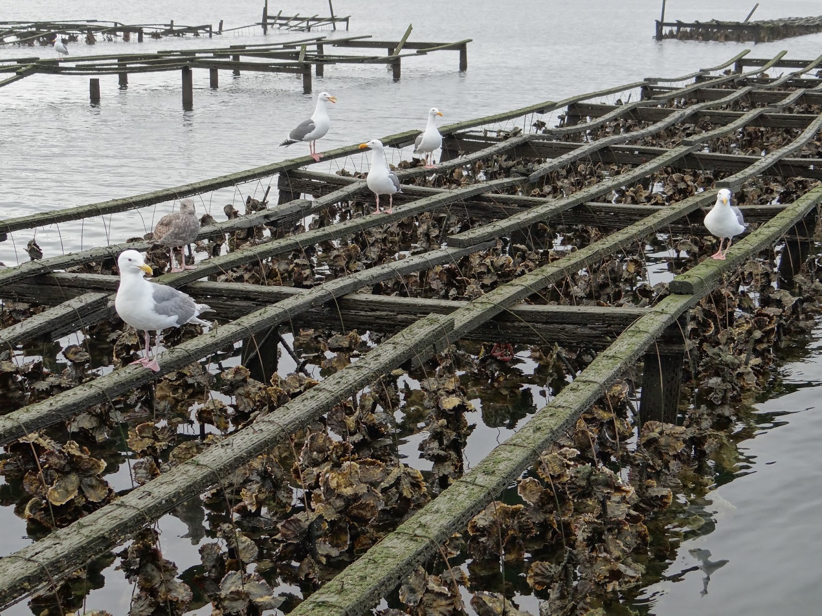 Drakes Oyster Farm, Point Reyes california sketches